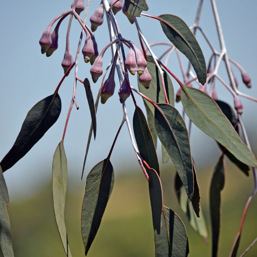 Eucalyptus caesia subsp magna