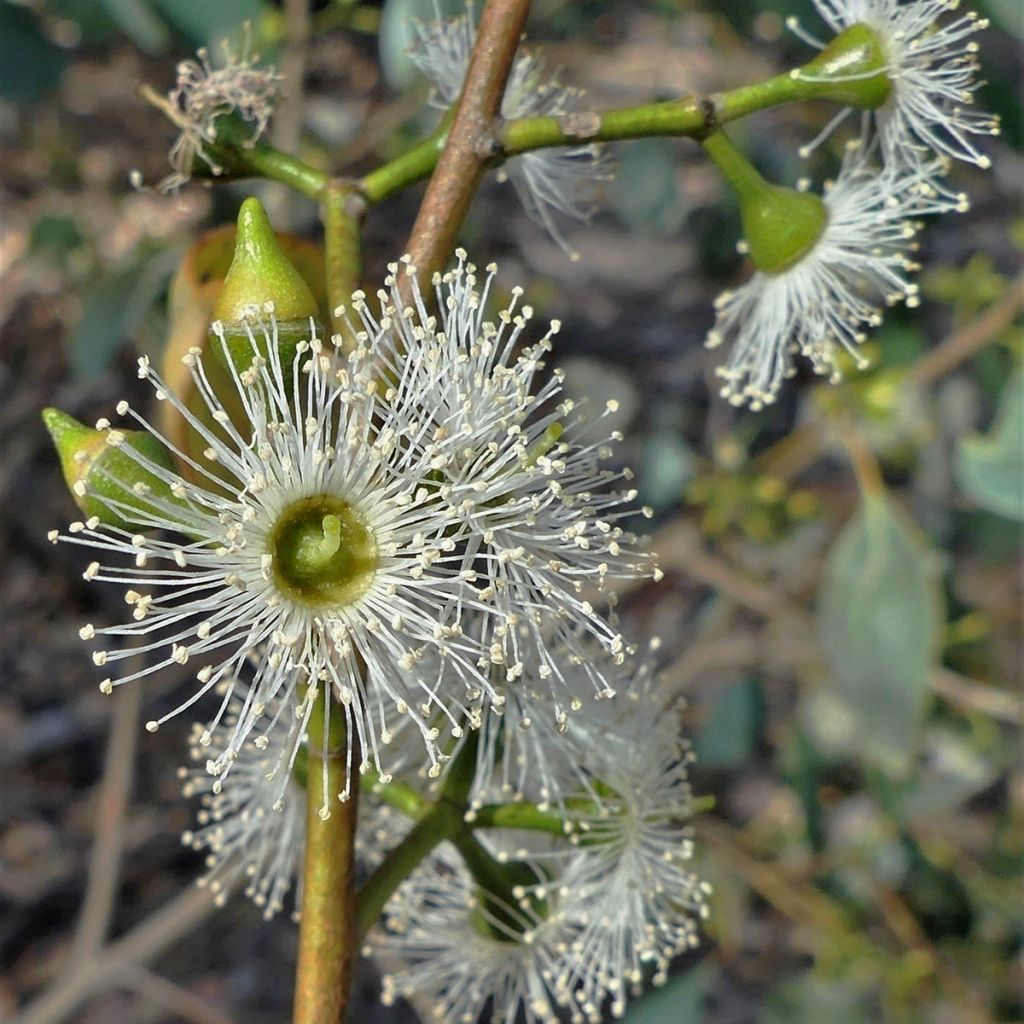 Eucalyptus camphora subsp humeana