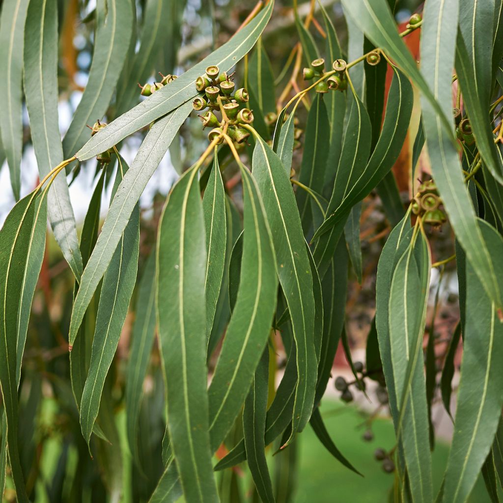 Eucalyptus dalrympleana