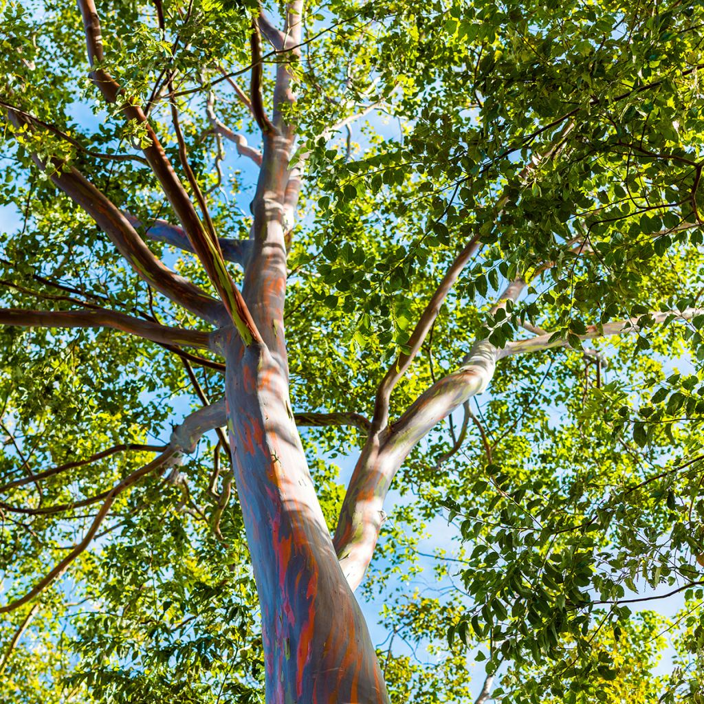 Eucalyptus deglupta