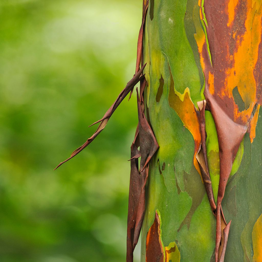 Eucalyptus deglupta