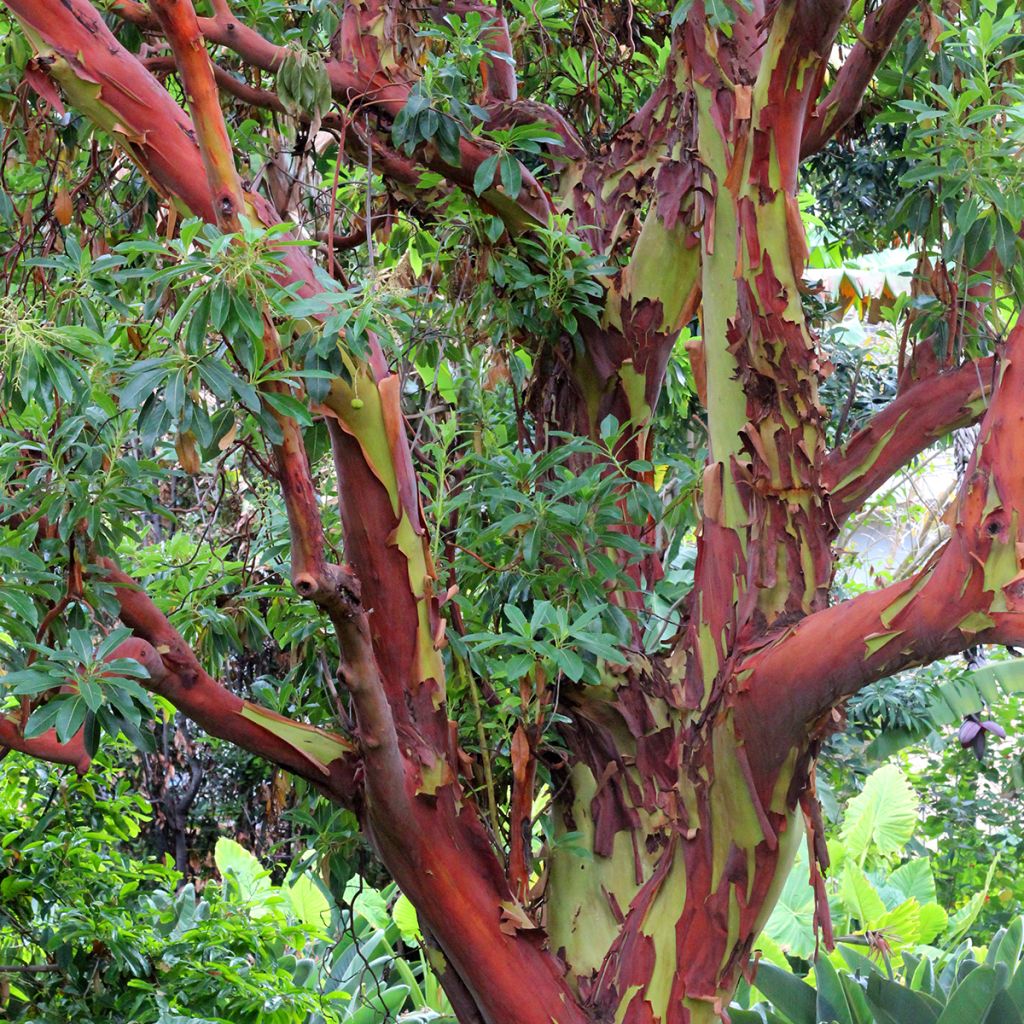 Eucalyptus deglupta