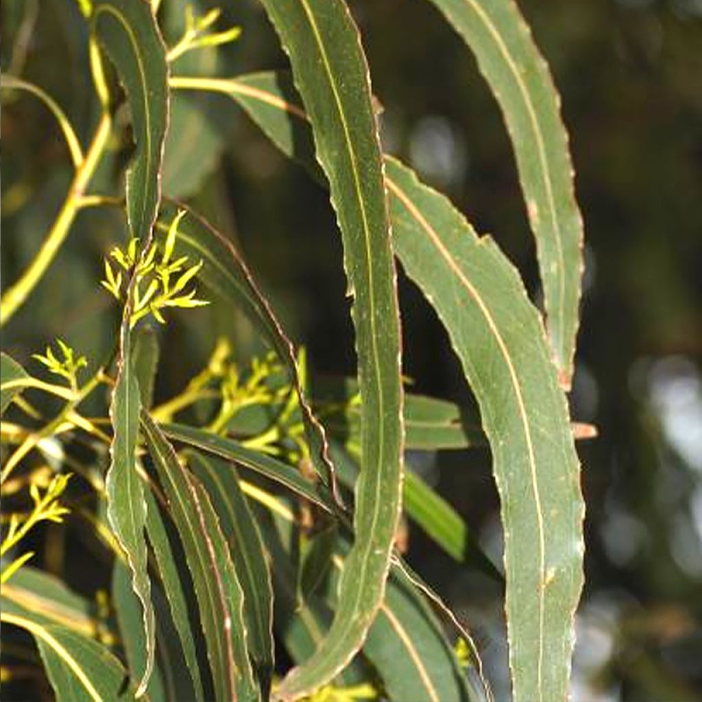 Eucalyptus denticulata