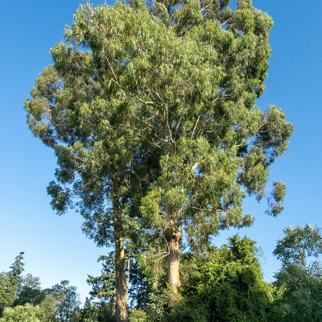 Eucalyptus denticulata