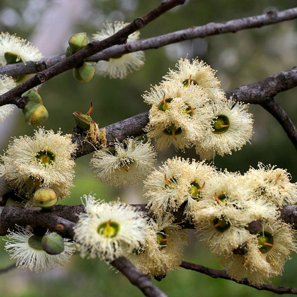 Eucalyptus deuaensis