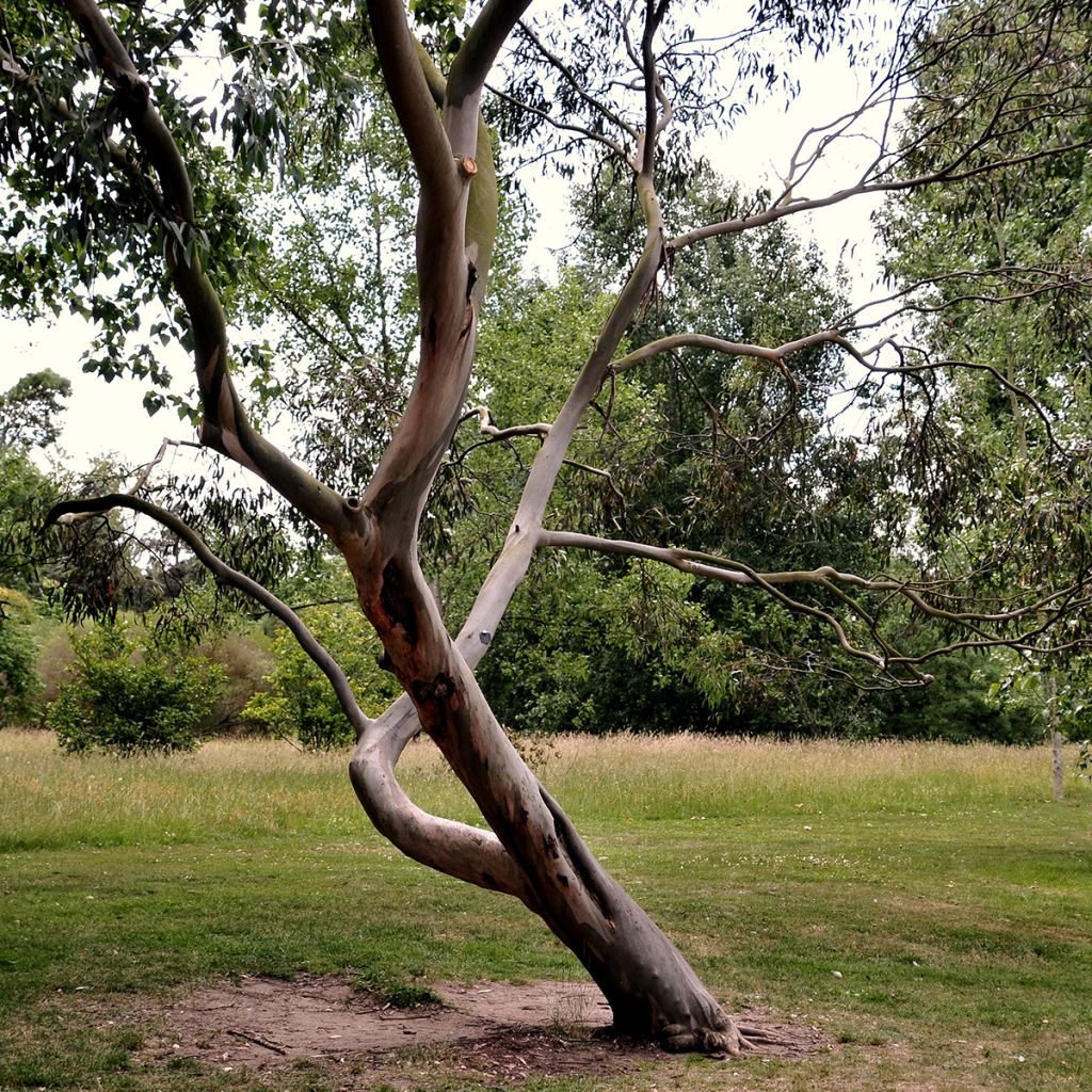 Eucalyptus glaucescens Central Victoria