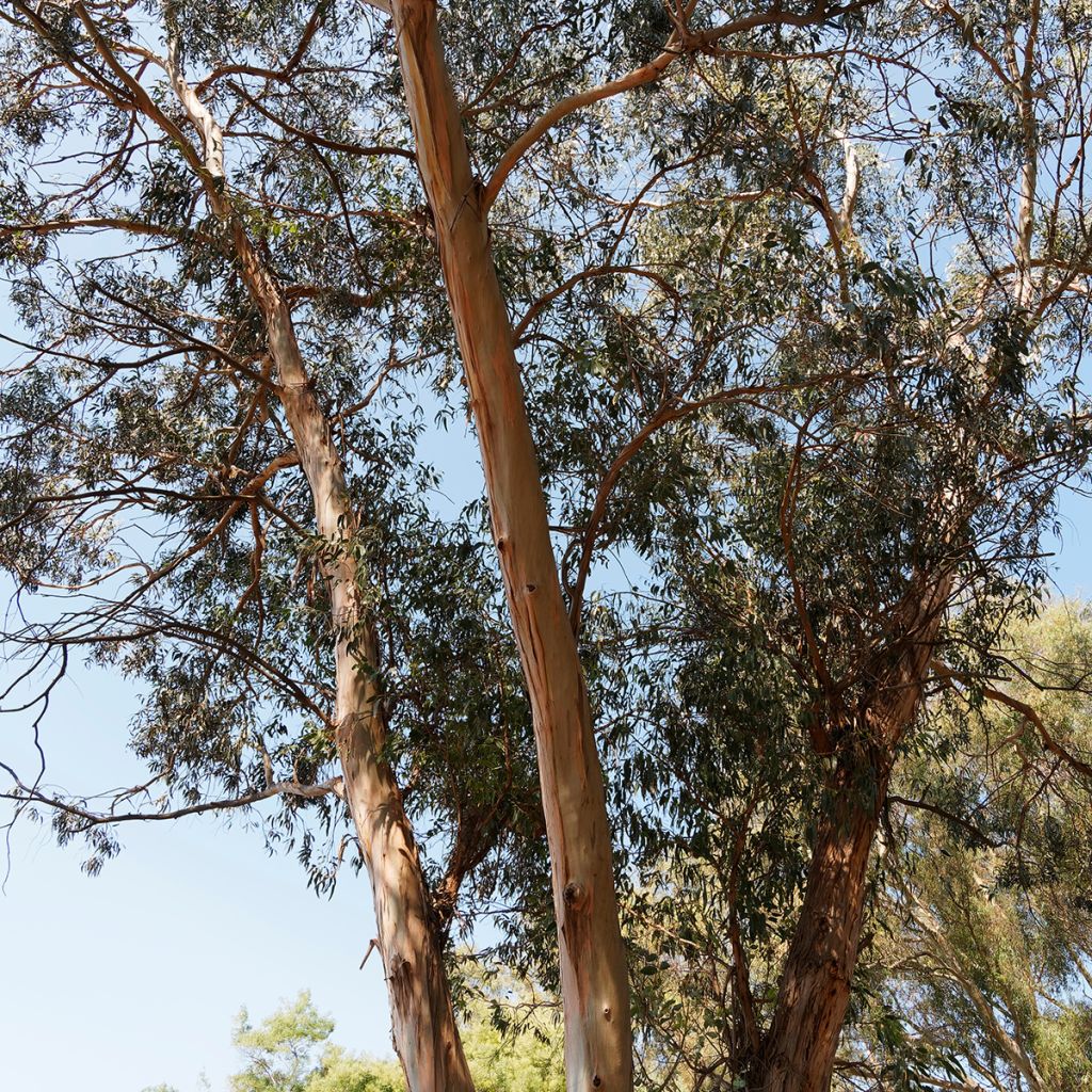 Eucalyptus globulus subsp bicostata