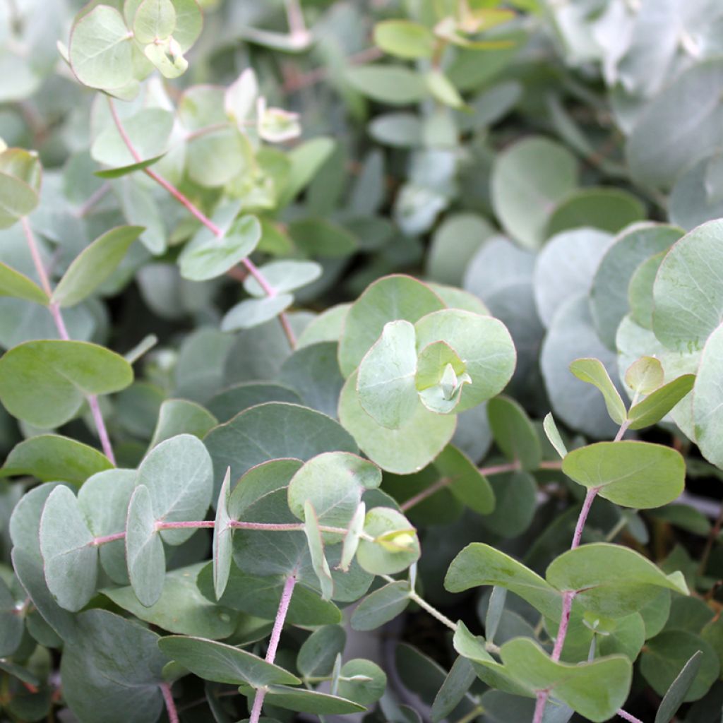 Cider gum - Eucalyptus gunnii