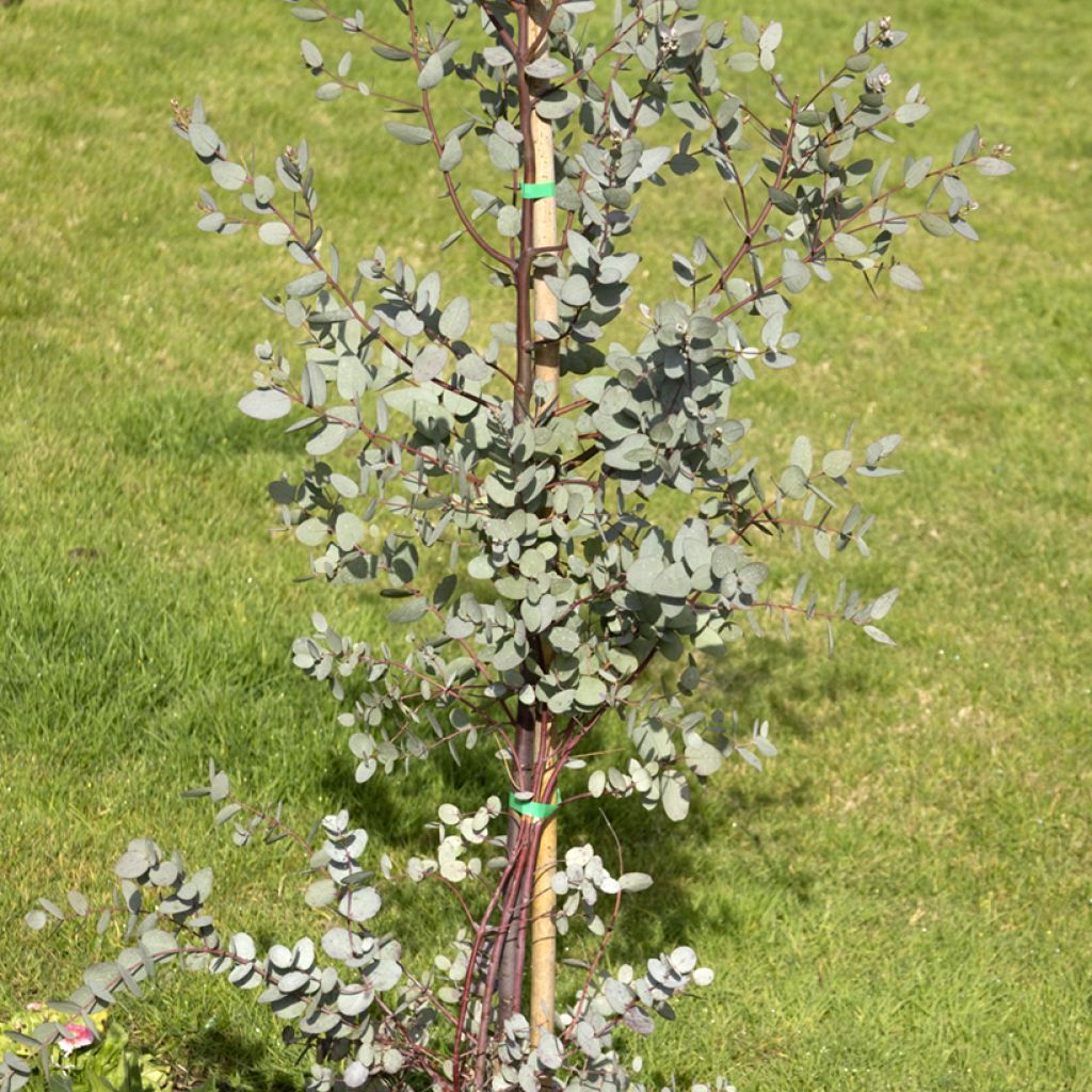 Cider gum - Eucalyptus gunnii