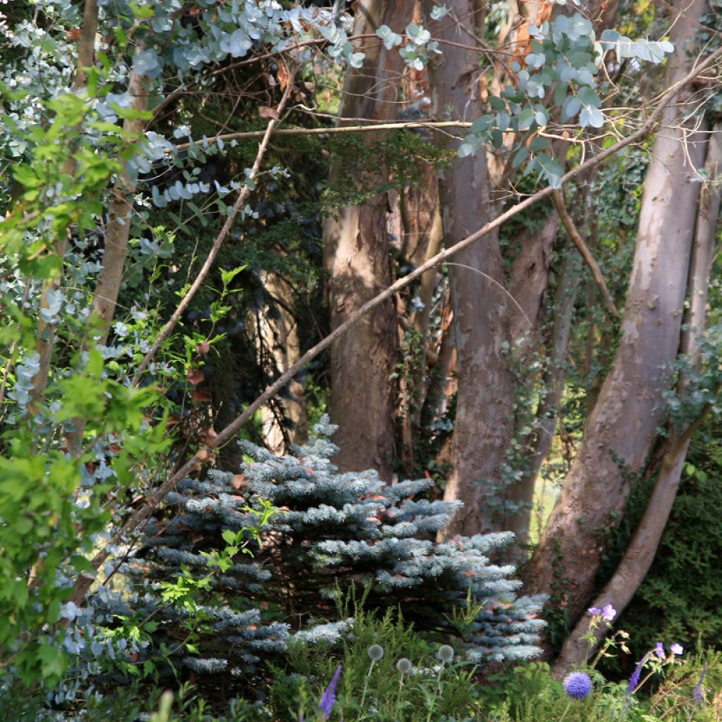 Eucalyptus gunnii - Cider gum