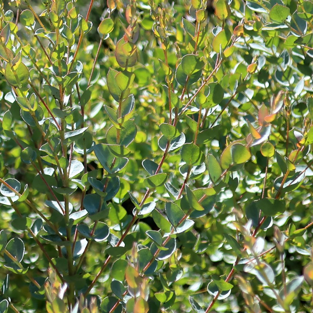 Eucalyptus Moon Lagoon