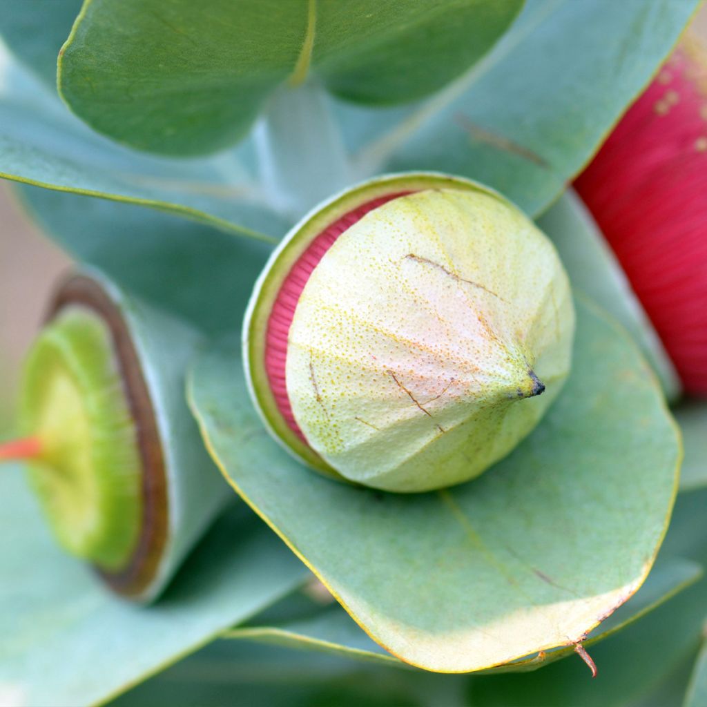 Eucalyptus macrocarpa