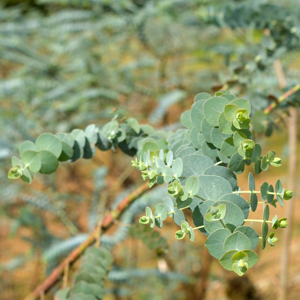 Eucalyptus pulverulenta