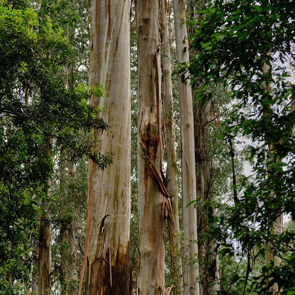 Eucalyptus regnans