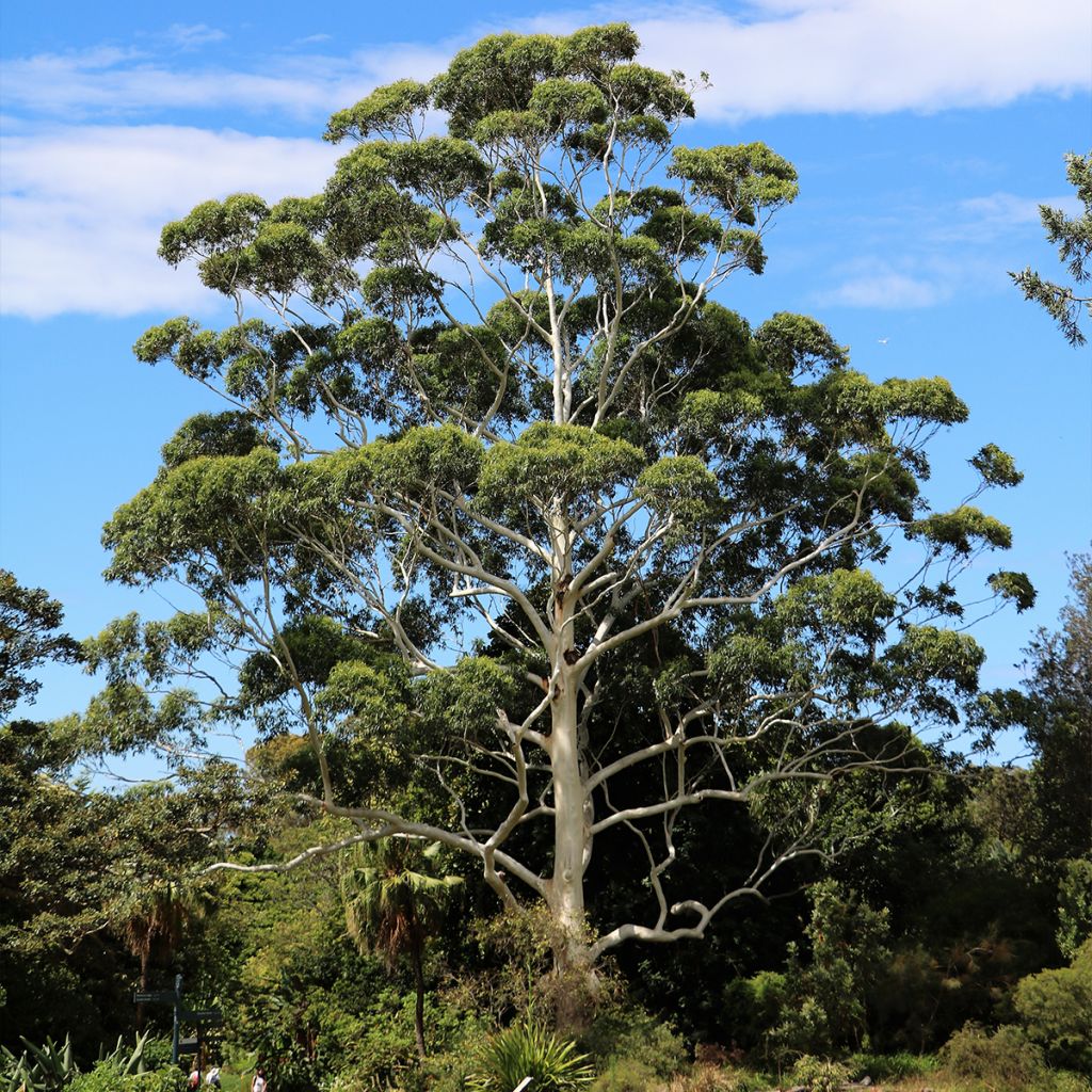 Eucalyptus scoparia