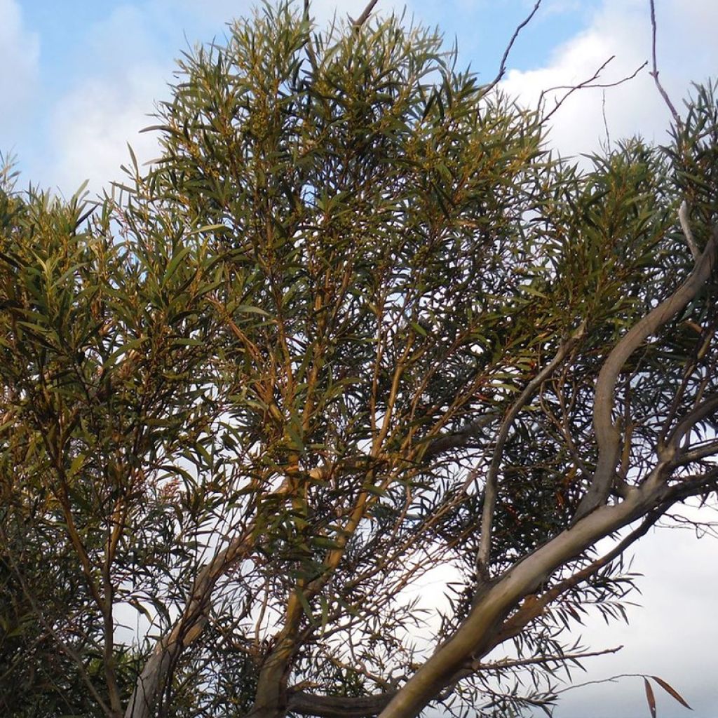 Eucalyptus stricta