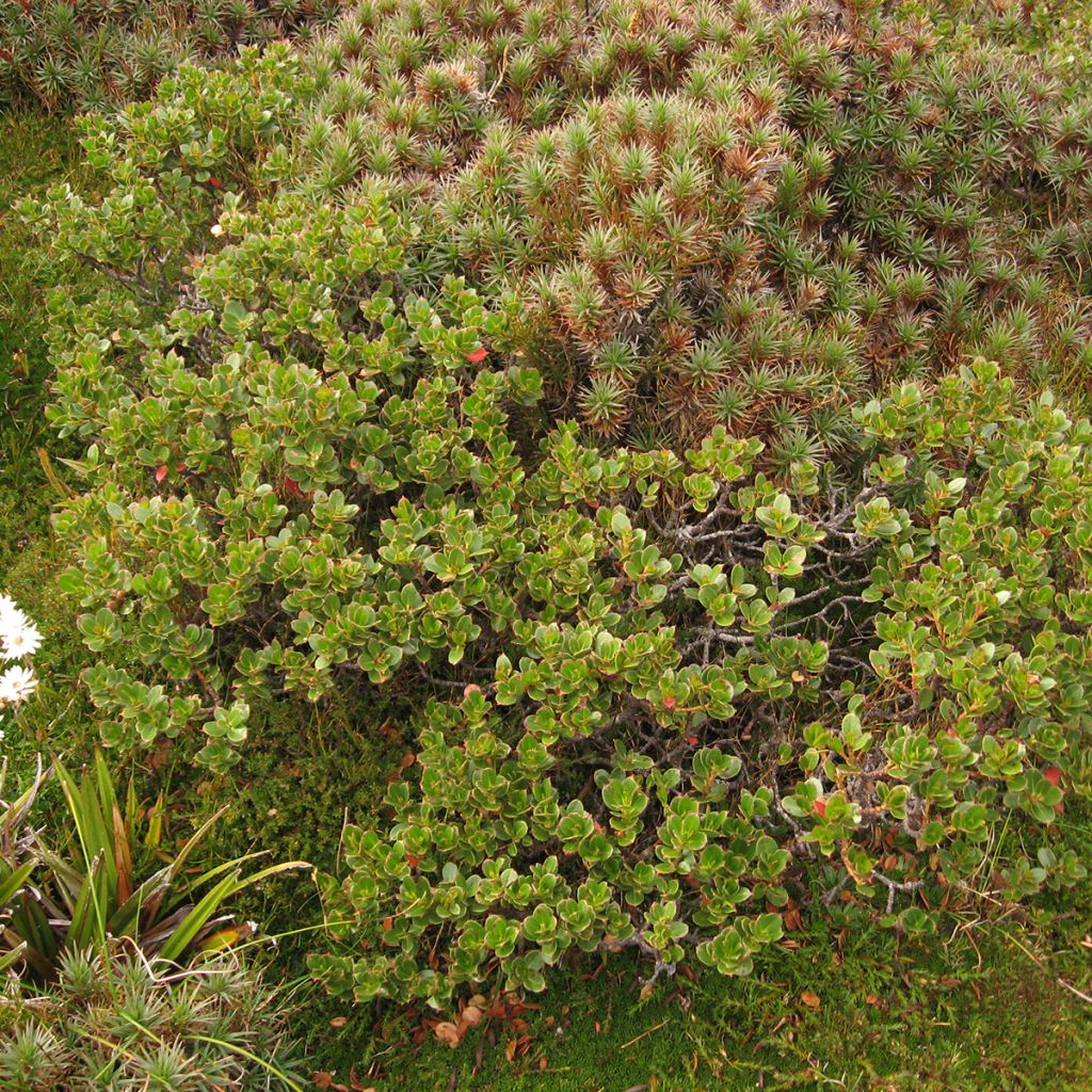 Eucalyptus vernicosa Mt Hartz