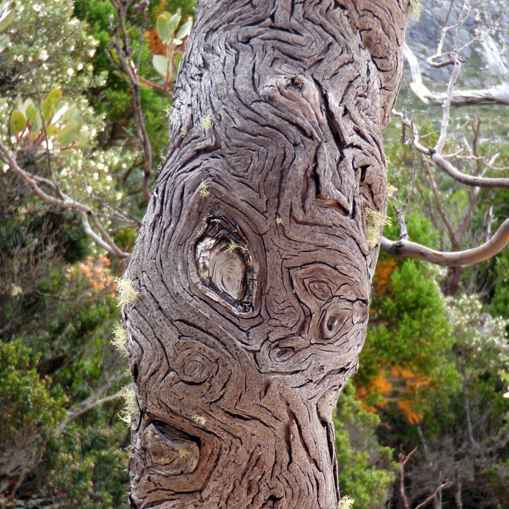 Eucalyptus vernicosa Mt Hartz