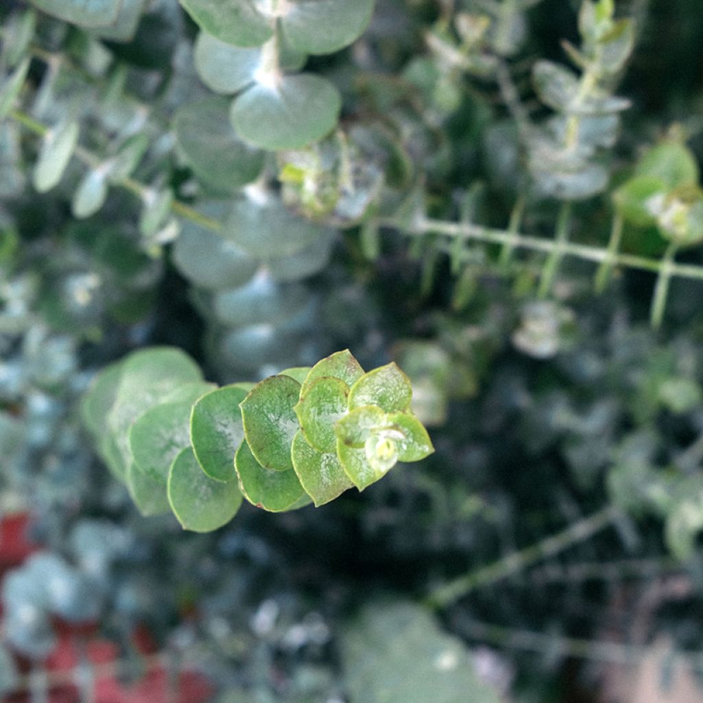 Eucalyptus pulverulenta Baby Blue - Silver-leaved Mountain Gum