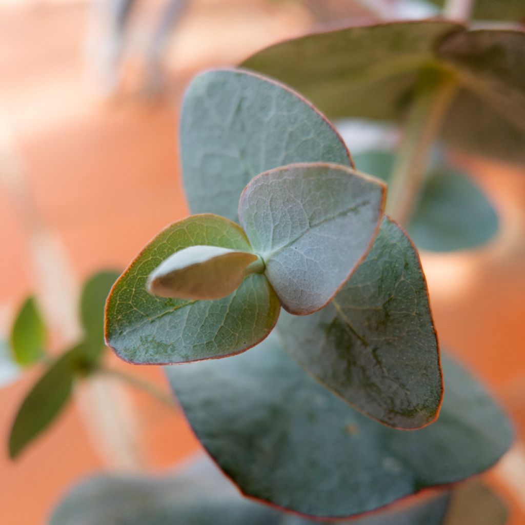 Eucalyptus pulverulenta Baby Blue - Silver-leaved Mountain Gum