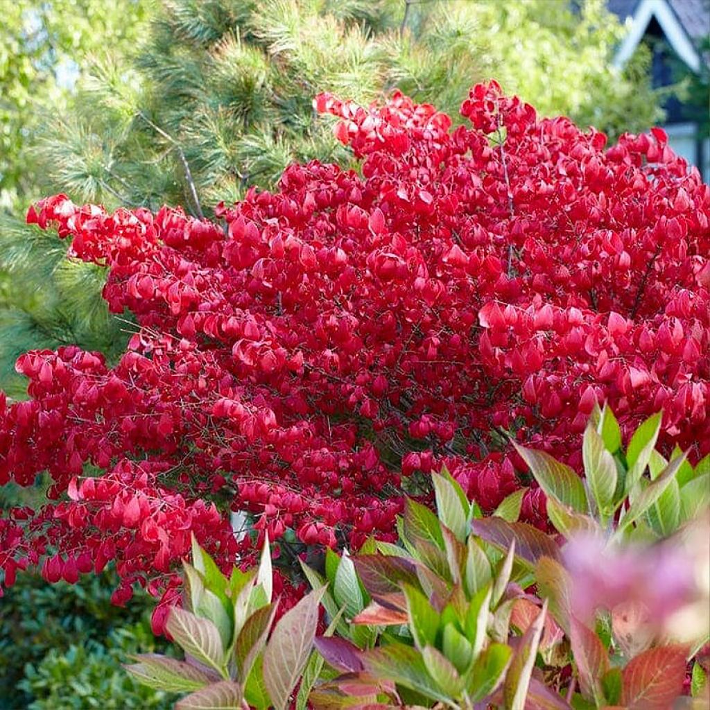 Euonymus alatus Blade Runner