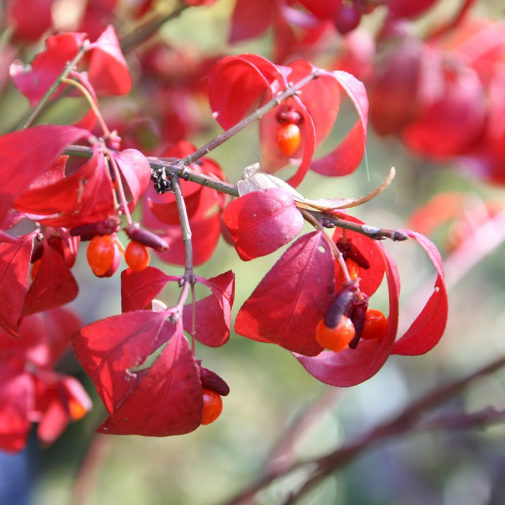 Euonymus alatus Compactus - Winged Spindle