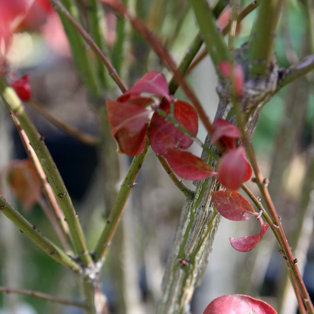 Euonymus alatus Compactus - Winged Spindle