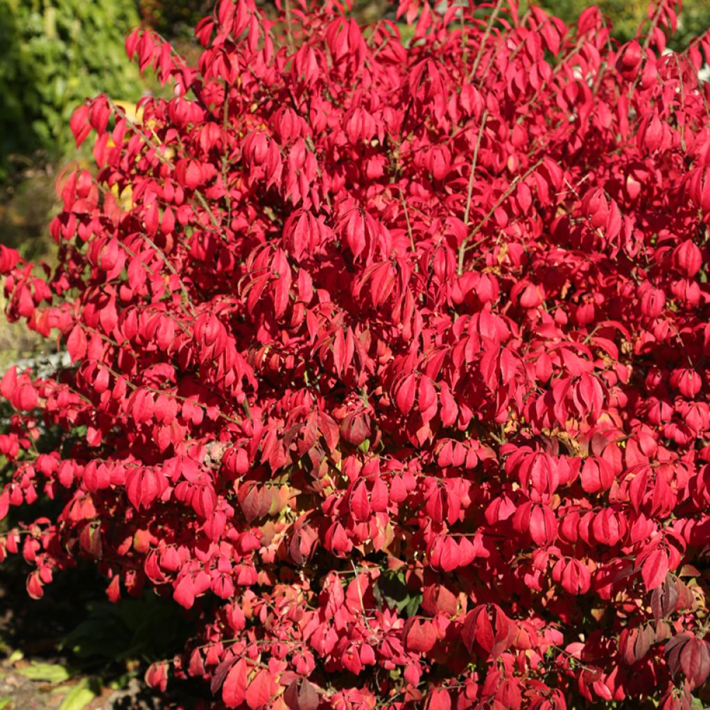 Euonymus alatus Fire Ball