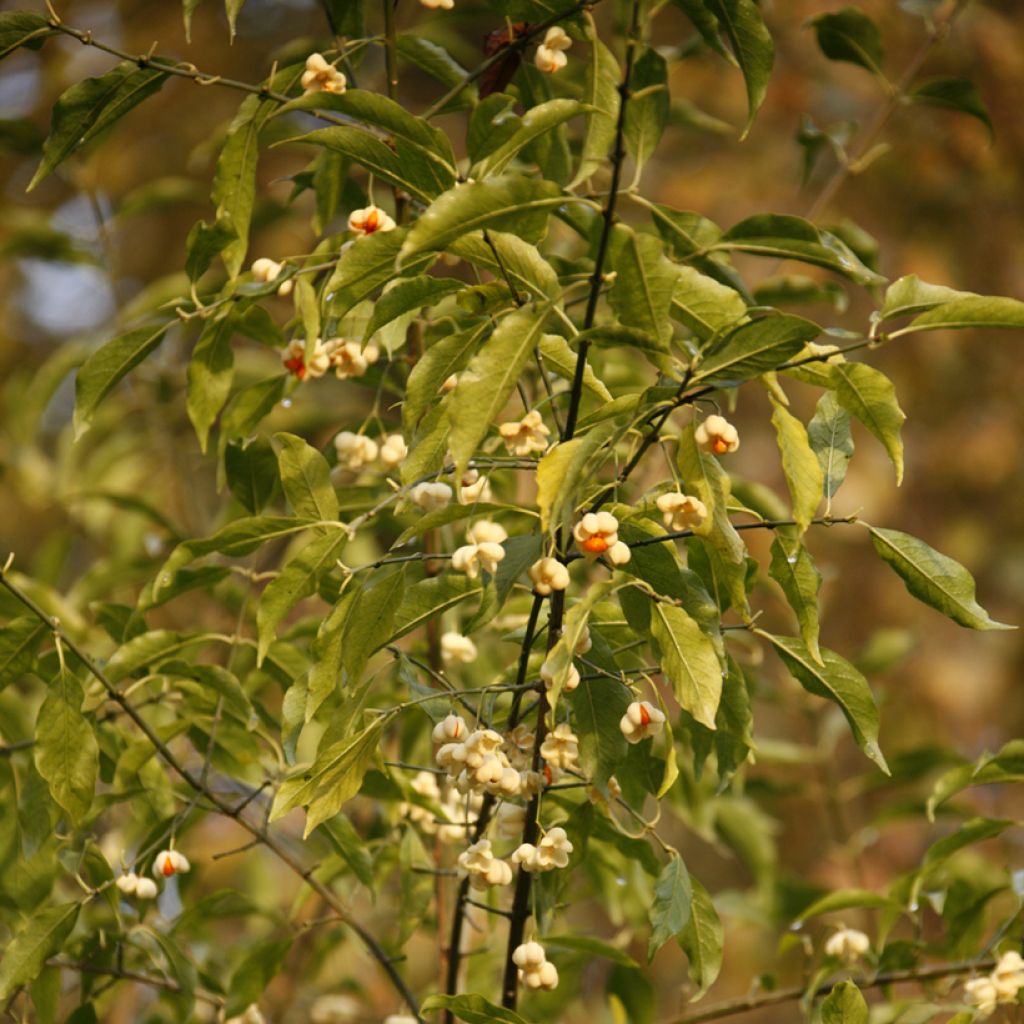 Euonymus europaeus Albus