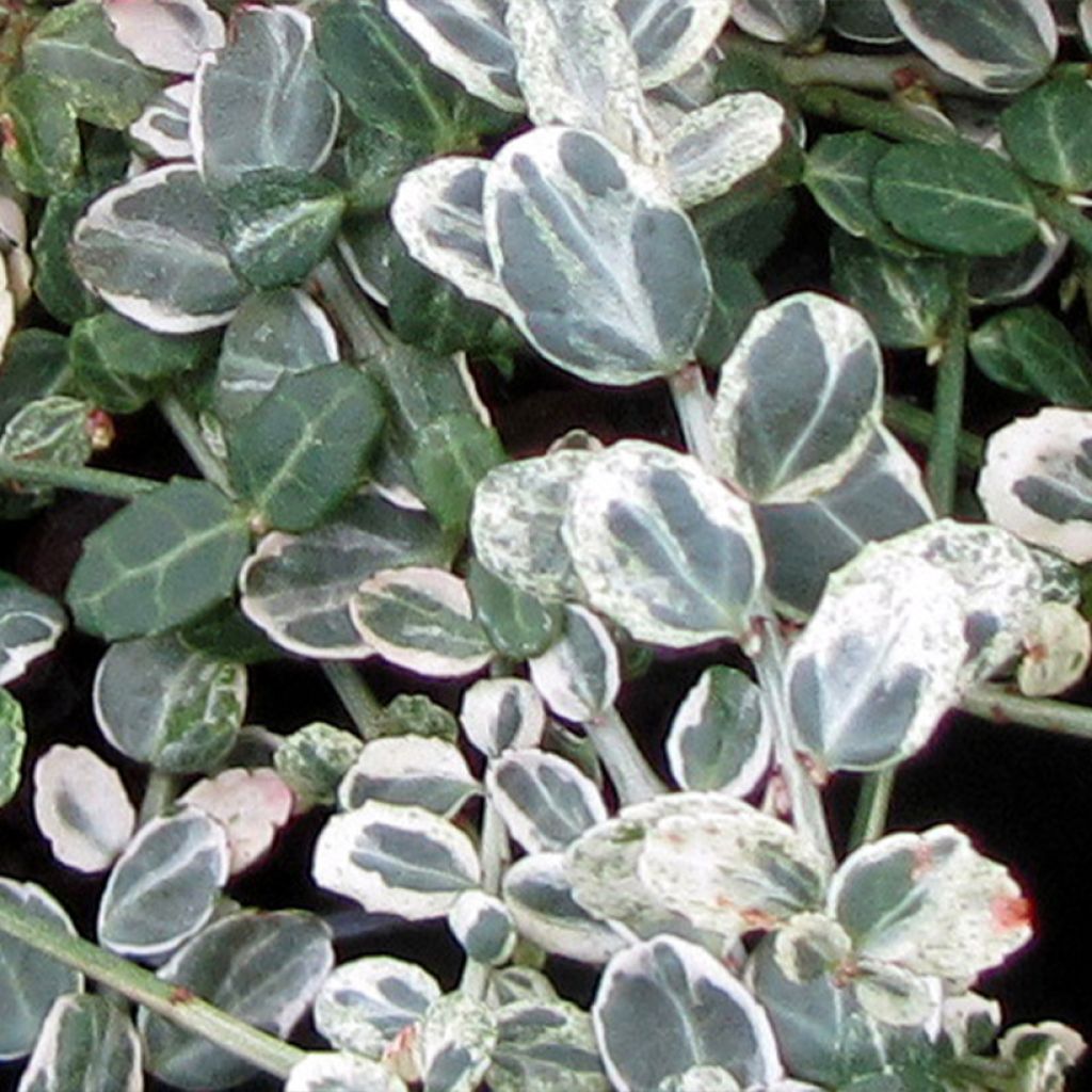 Euonymus fortunei 'Heins Silver' SILVER CARPET - Spindle