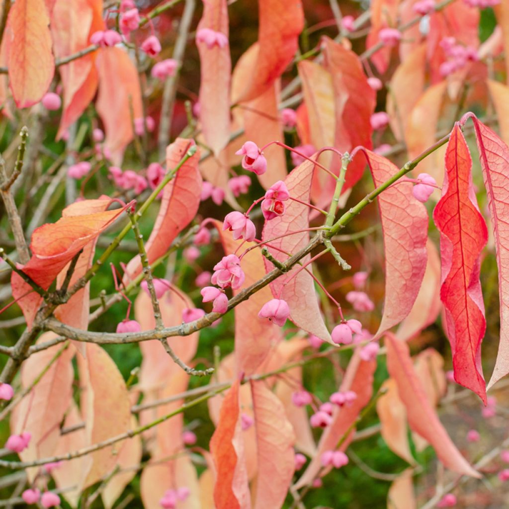 Euonymus maackii 