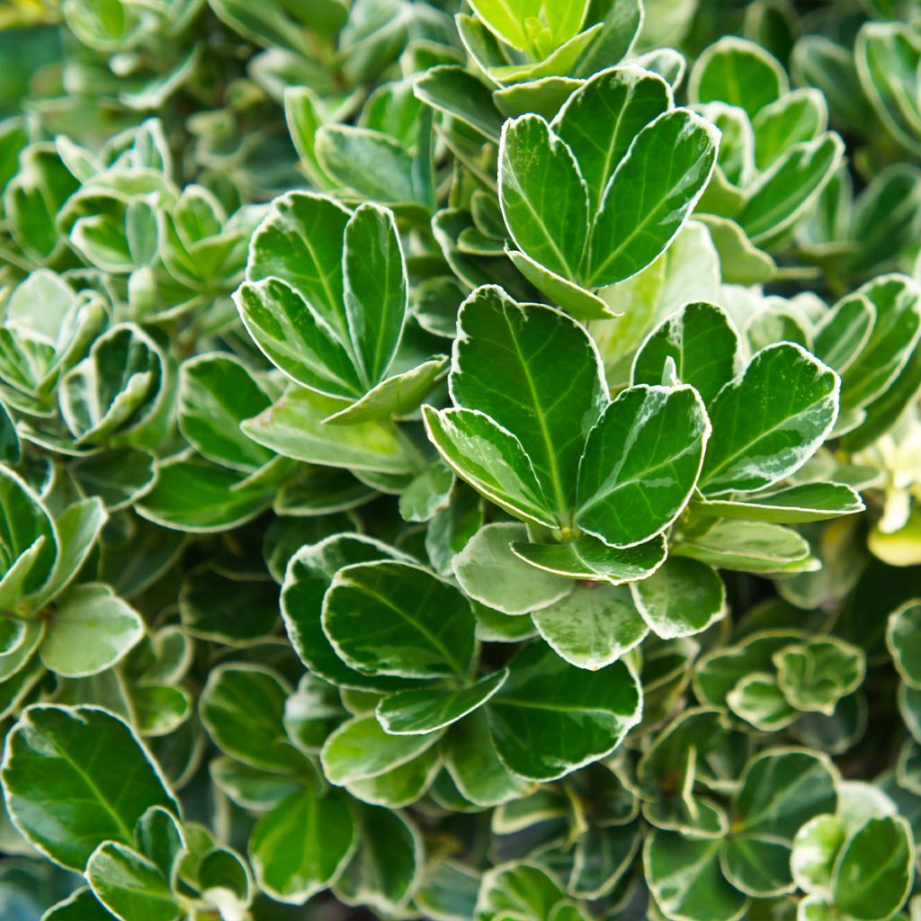 Euonymus japonicus Louisette - Japanese Spindle