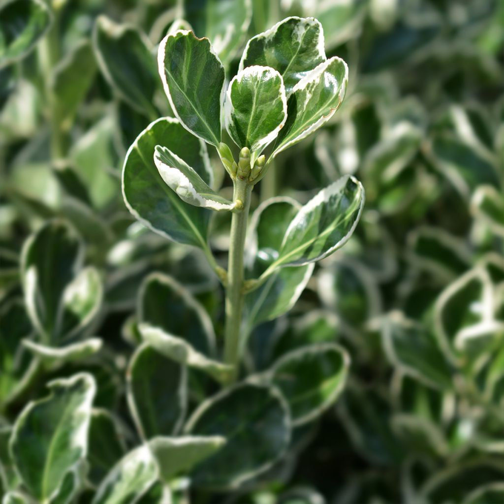 Euonymus japonicus Louisette - Japanese Spindle