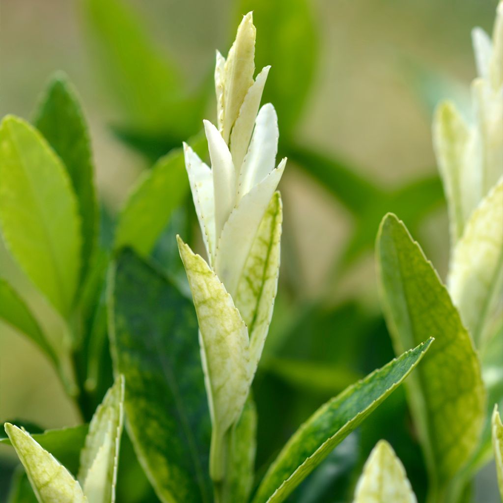 Euonymus japonicus Mikajo - Japanese Spindle