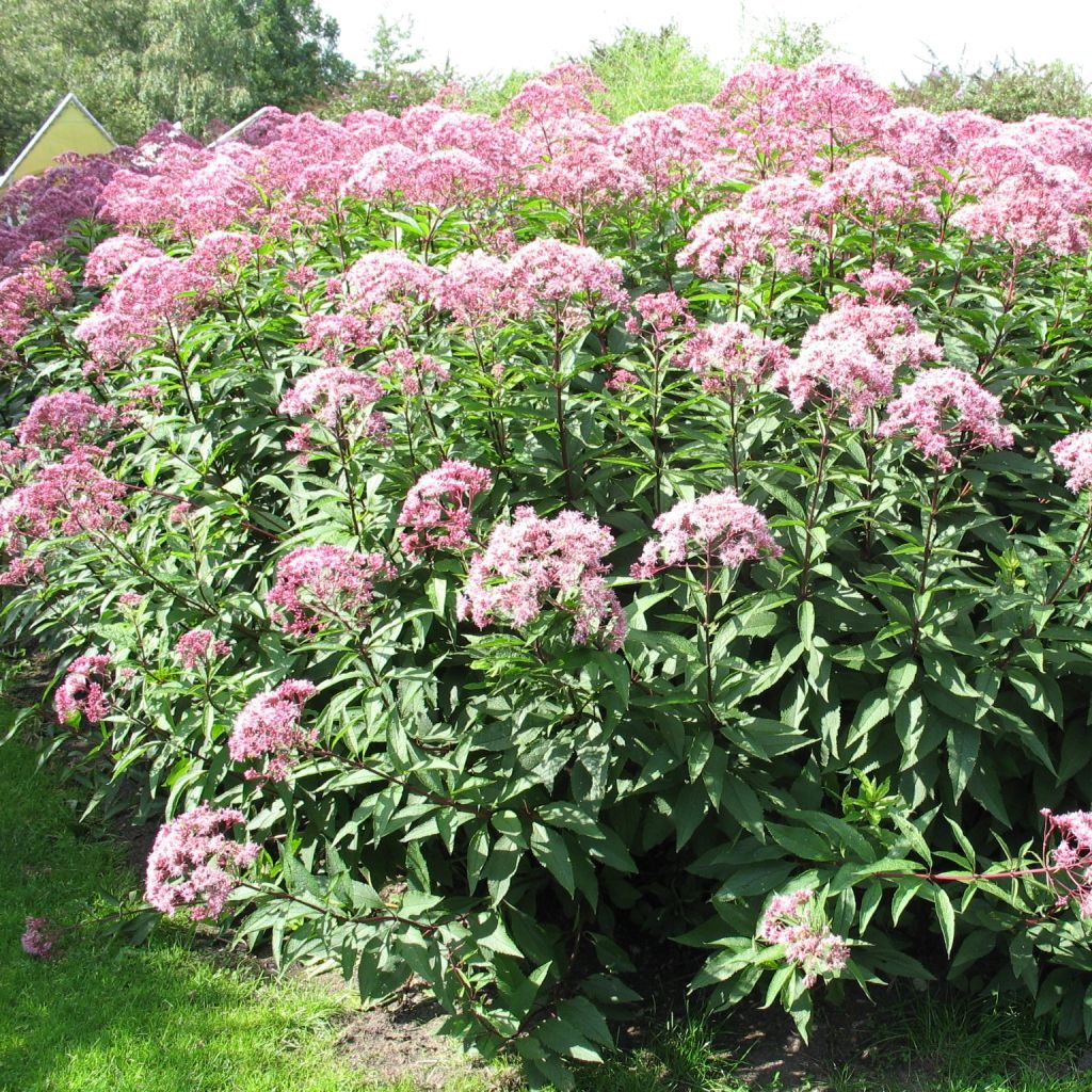 Eupatorium fistulosum Atropurpureum, Eupatoire