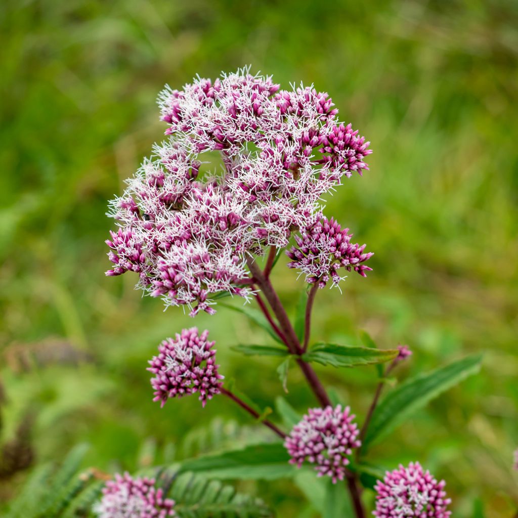 Eupatorium fistulosum Atropurpureum