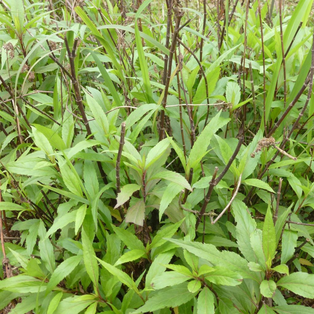 Eupatorium fortunei