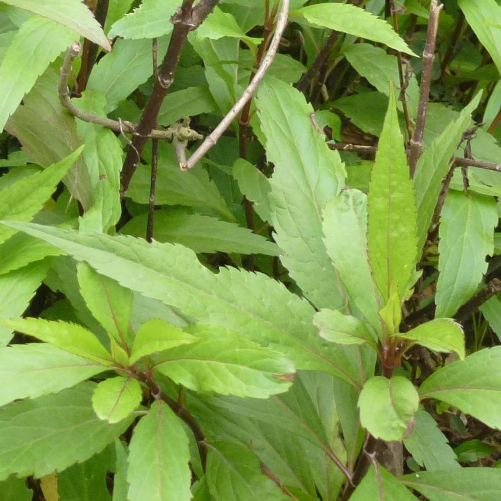 Eupatorium fortunei, Eupatoire