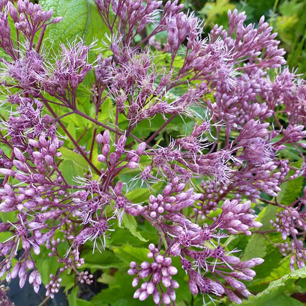 Eupatorium dubium Baby Joe