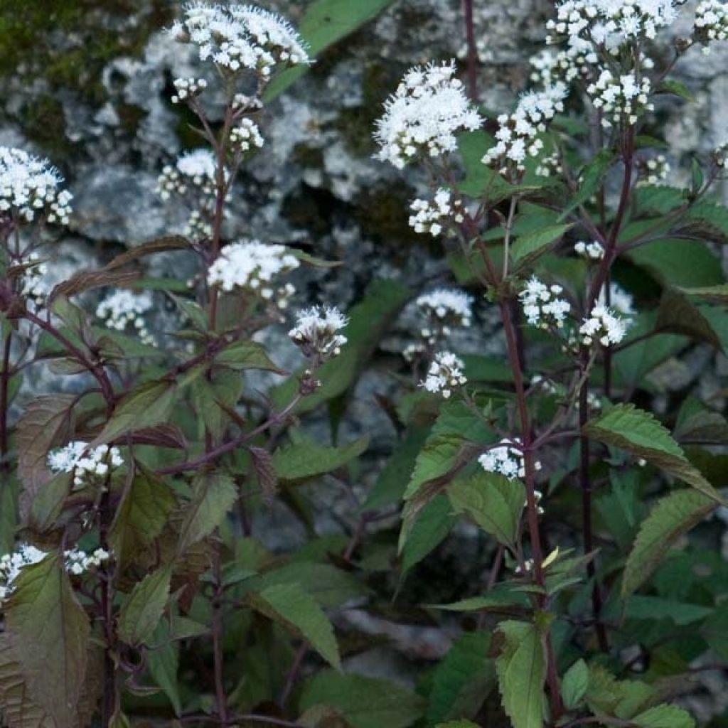 Eupatorium rugosum chocolate ou Ageratina altissima