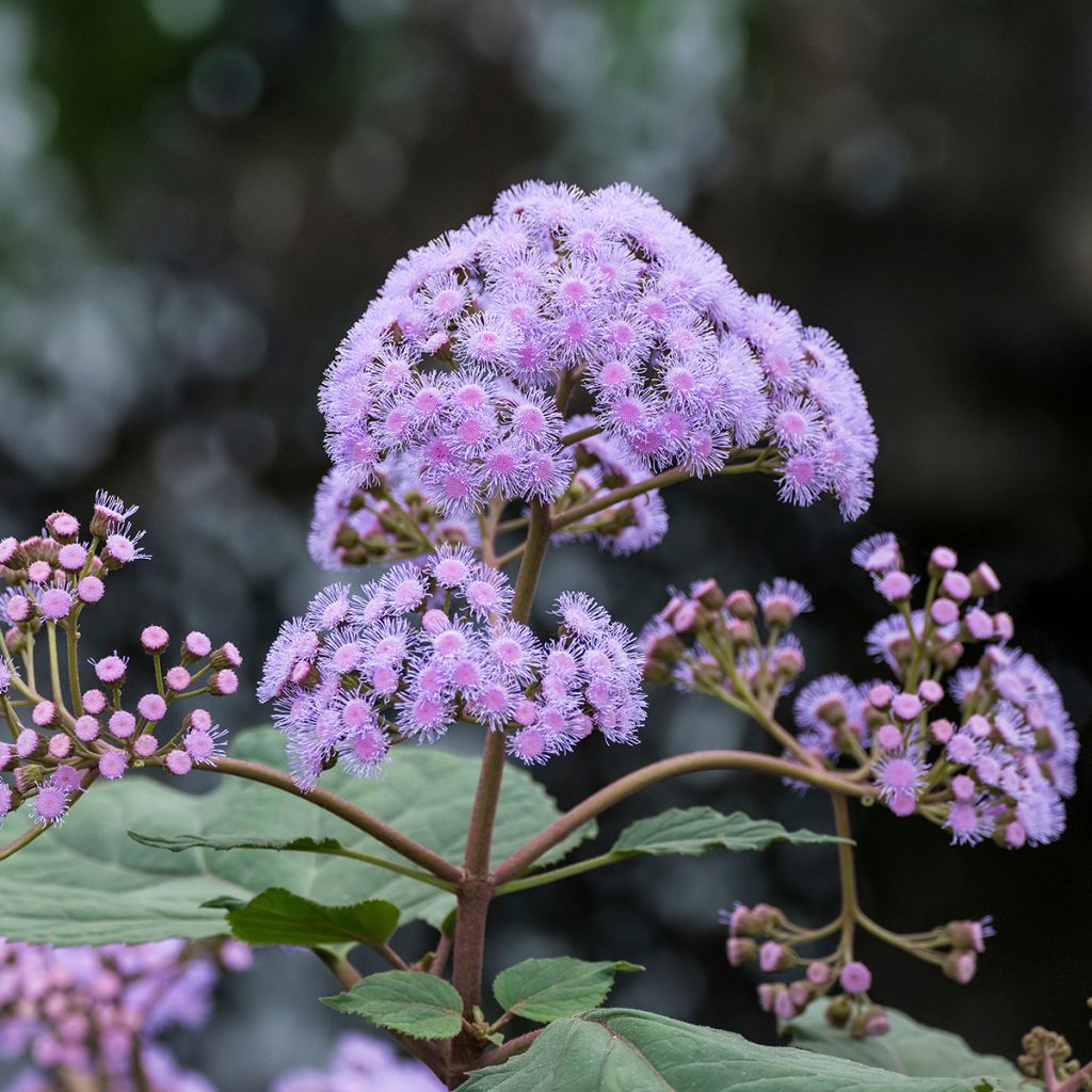 Eupatorium sordidum