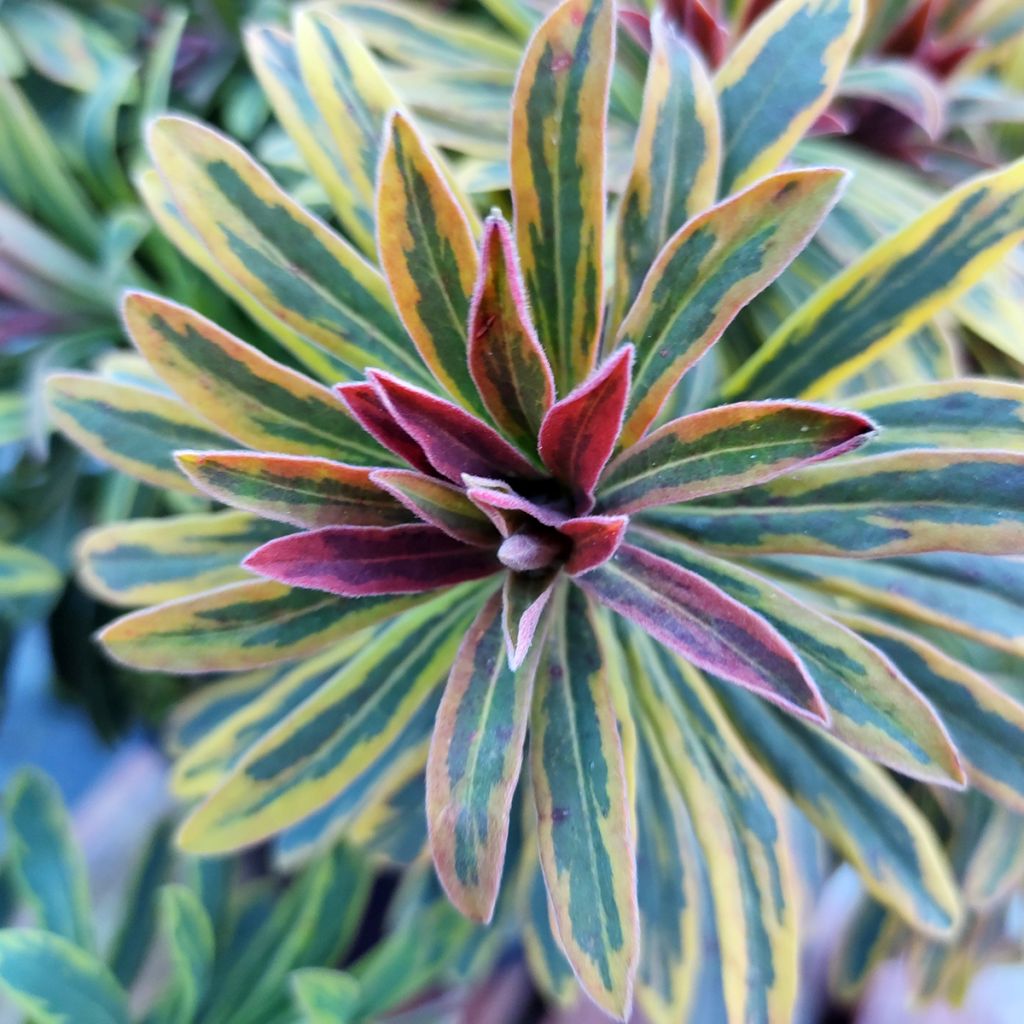 Euphorbia martinii Ascot Rainbow - Spurge