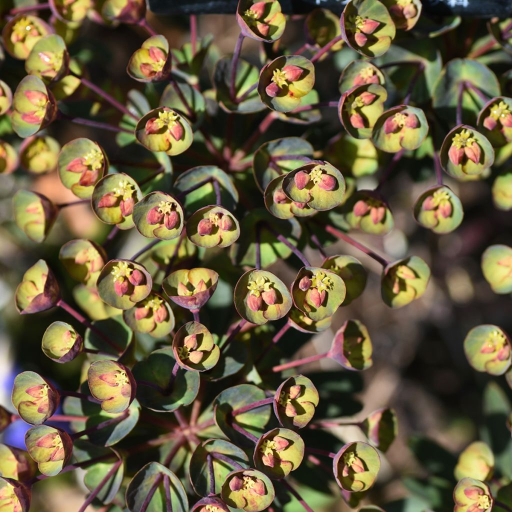 Euphorbia characias Black Bird - Spurge