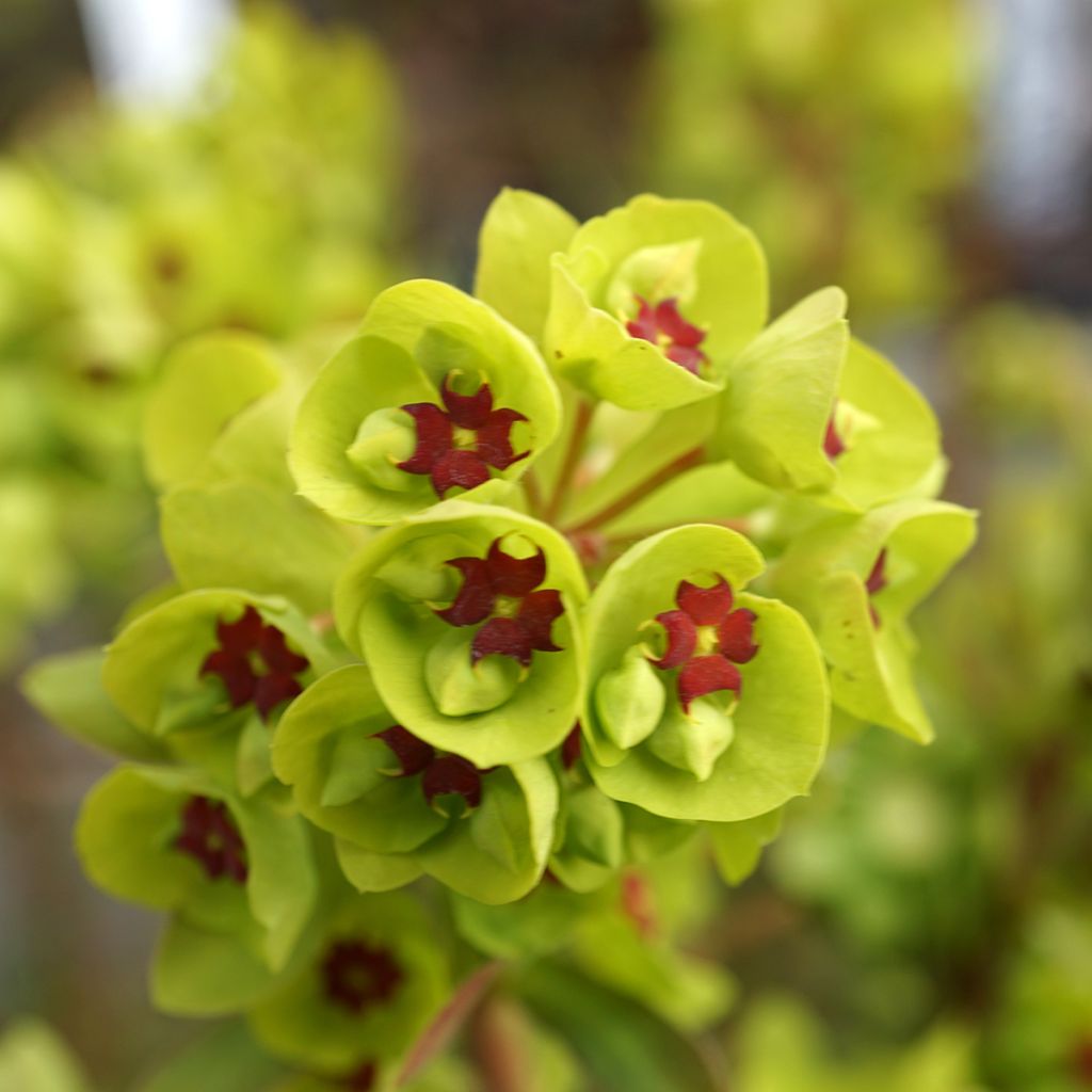 Euphorbia martinii - Spurge