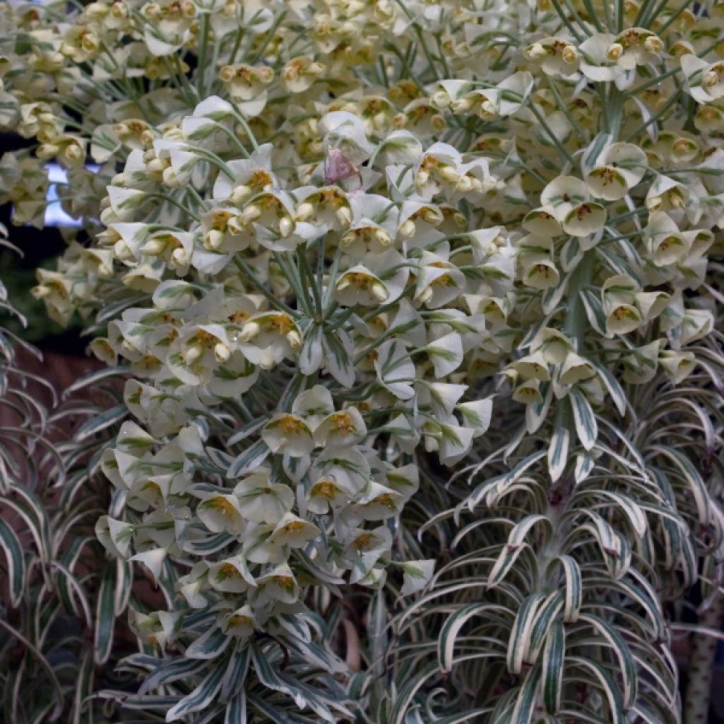 Euphorbia characias Tasmanian Tiger - Spurge