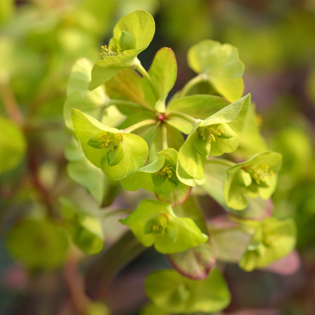 Euphorbia amygdaloïdes Frosted Flame