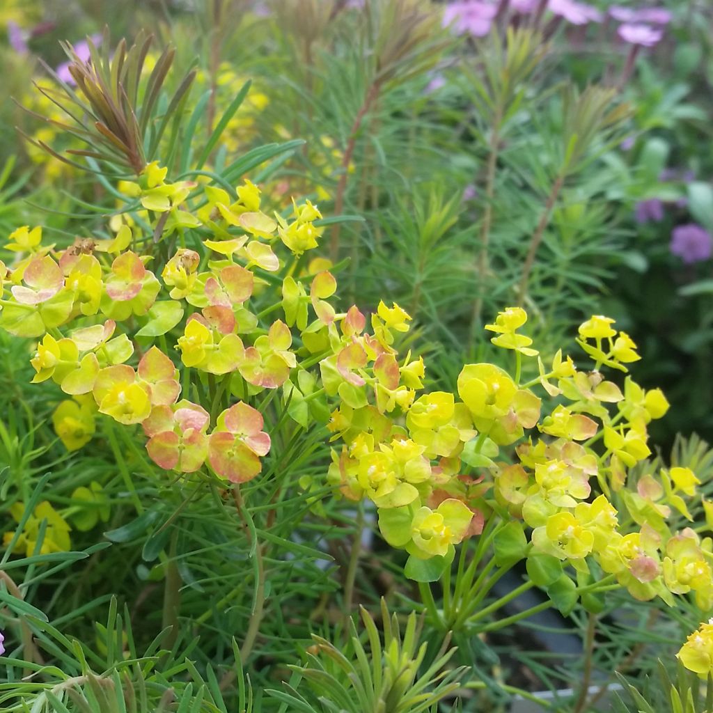 Euphorbia cyparissias Orange Man - Spurge