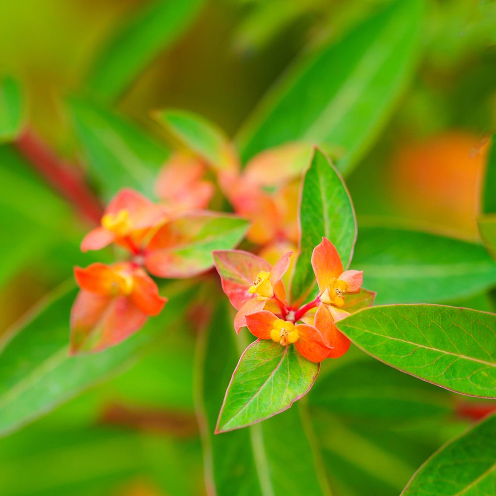 Euphorbia griffithii Dixter - Spurge