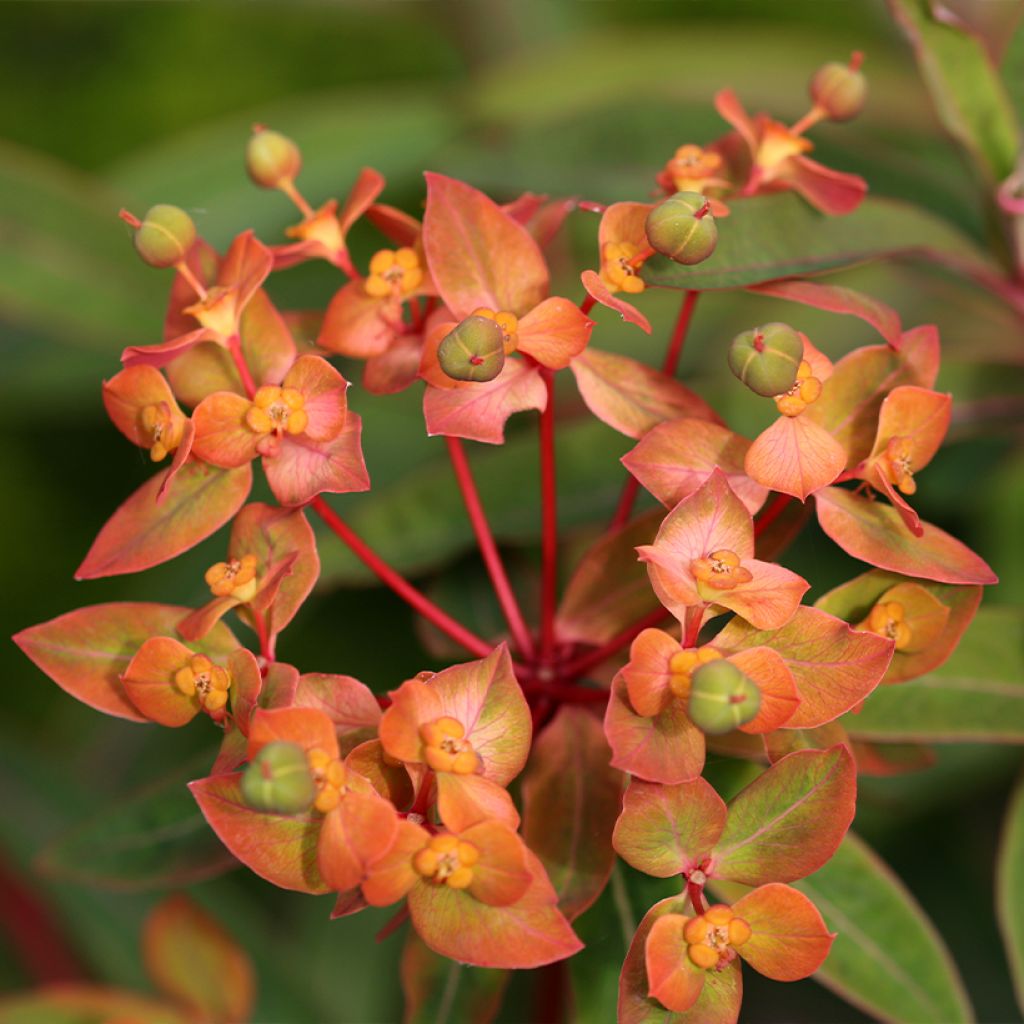 Euphorbia griffithii Dixter - Spurge