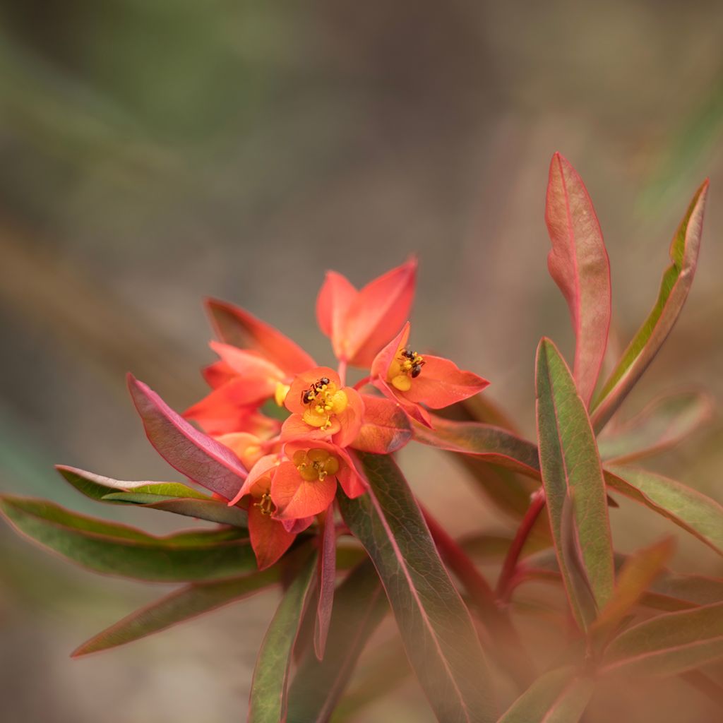 Euphorbia griffithii Fireglow - Spurge